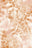 coralia-print